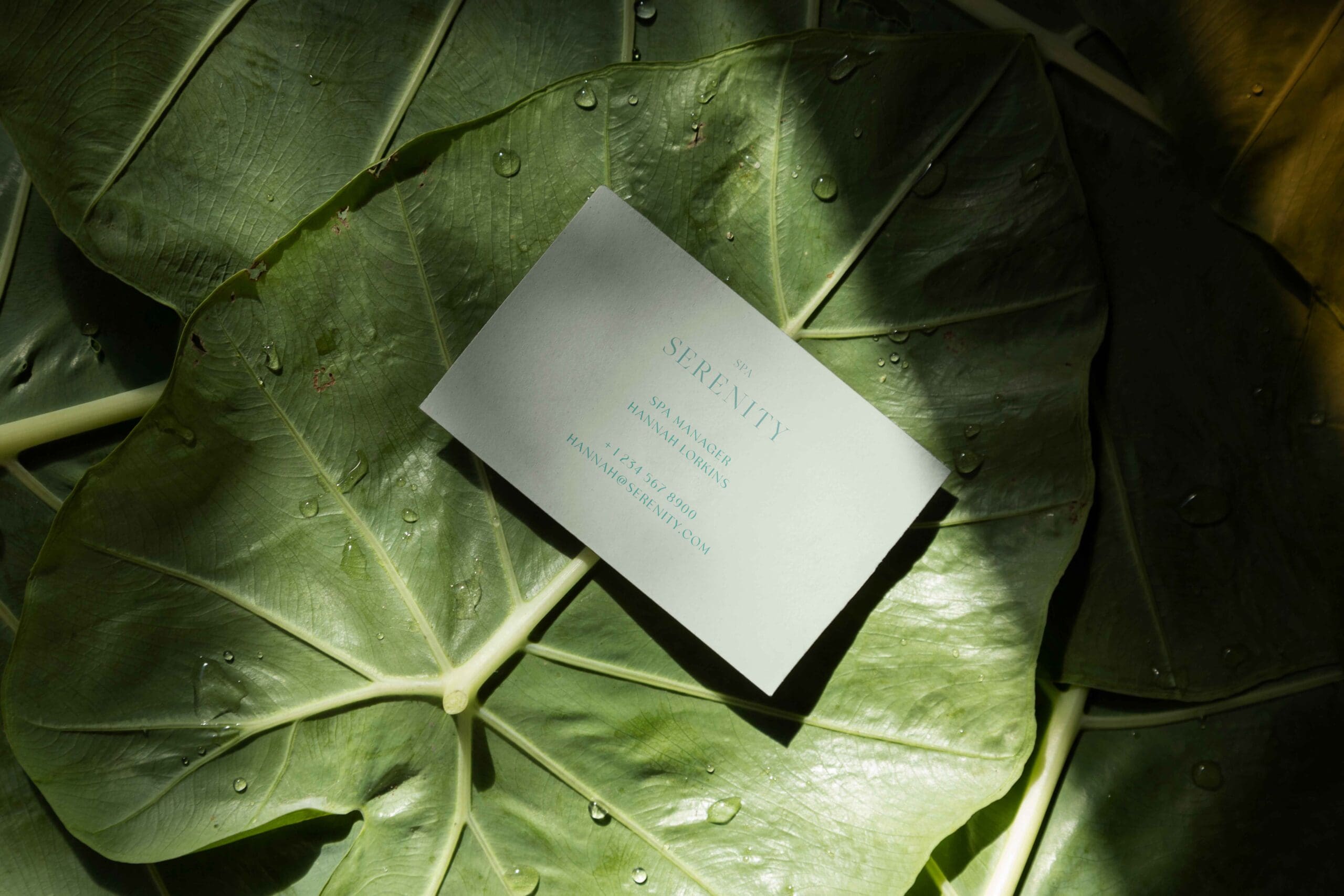 business card laying on green leaf